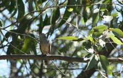 Geopelia placida placida