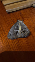 Posttaygetis penelea