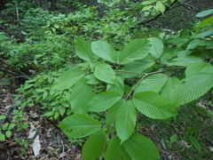 Acer carpinifolium