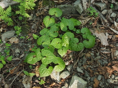 Asarum caulescens