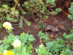 Sylvilagus floridanus