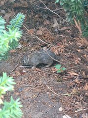 Sylvilagus floridanus