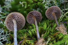 Psilocybe liniformans