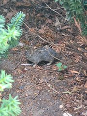 Sylvilagus floridanus