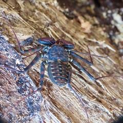 Phrynus operculatus