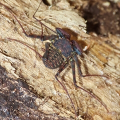 Phrynus operculatus