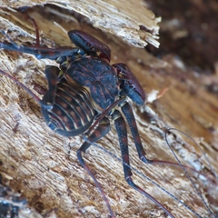 Phrynus operculatus