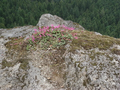 Penstemon rupicola