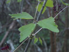 Akebia trifoliata