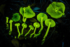 Cortinarius fuscoflavidus