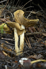 Cortinarius fuscoflavidus