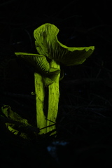 Cortinarius fuscoflavidus