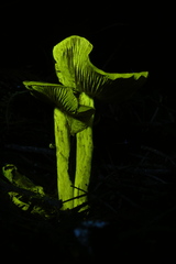 Cortinarius fuscoflavidus