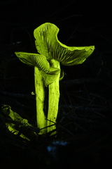 Cortinarius fuscoflavidus
