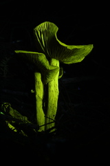 Cortinarius fuscoflavidus