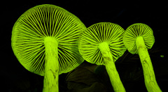 Cortinarius fuscoflavidus