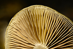 Cortinarius fuscoflavidus