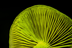 Cortinarius fuscoflavidus