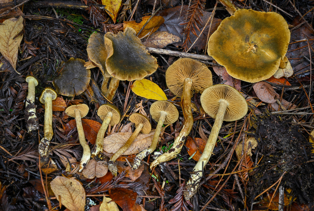 Leprocybe
