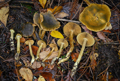 Cortinarius fuscoflavidus
