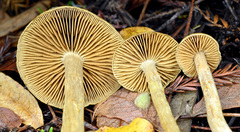Cortinarius fuscoflavidus