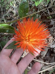 Gomphrena arborescens