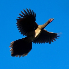 West Mexican Chachalaca photo 2