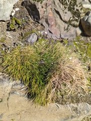 Deschampsia antarctica