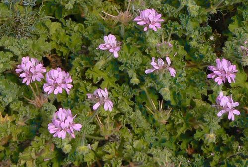 rose-scented geranium