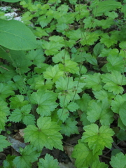 Asimitellaria pauciflora