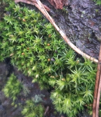 Bryophyta