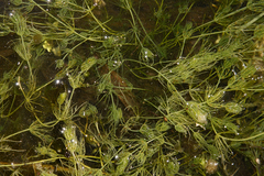 Charophyceae