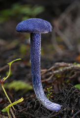 Entoloma subcarneum