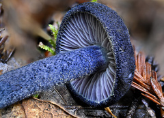 Entoloma subcarneum