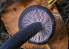 Entoloma subcarneum
