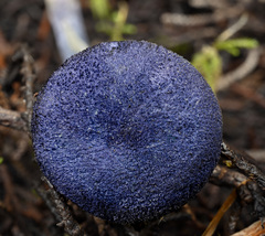 Entoloma subcarneum