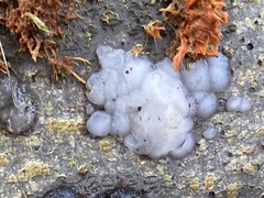 Exidia thuretiana