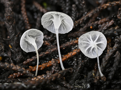 Hemimycena crispula