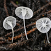 Hemimycena crispula - Photo (c) Alan Rockefeller,  זכויות יוצרים חלקיות (CC BY), הועלה על ידי Alan Rockefeller