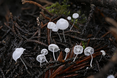Hemimycena crispula