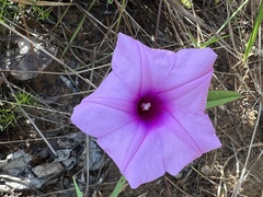 Ipomoea procumbens