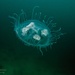 Common Freshwater Jellyfish - Photo (c) domindo, some rights reserved (CC BY-NC)