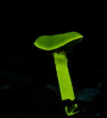 Cortinarius fuscoflavidus