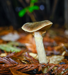 Cortinarius fuscoflavidus