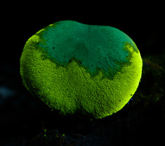 Cortinarius fuscoflavidus