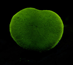 Cortinarius fuscoflavidus