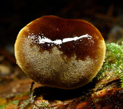 Cortinarius fuscoflavidus