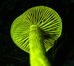 Cortinarius fuscoflavidus