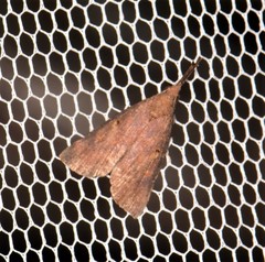 Hypena subvittalis