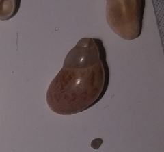 Tricolia